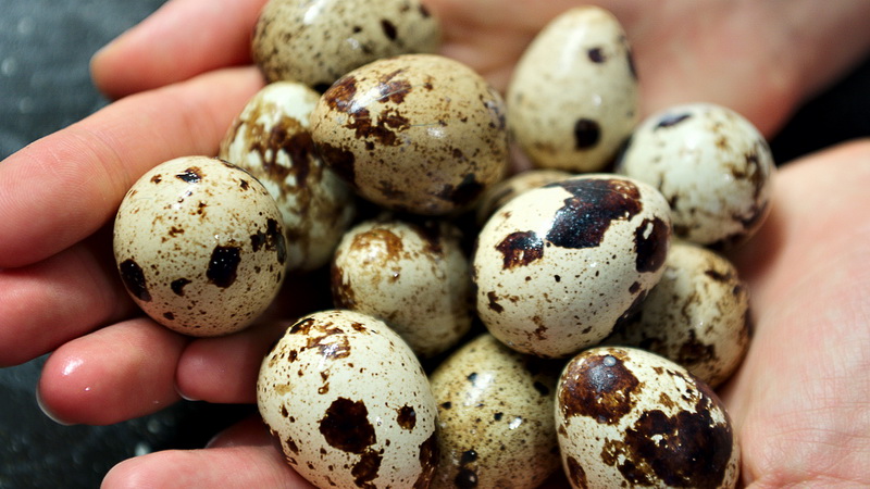 сколько можно хранить вареные яйца в холодильнике в скорлупе после пасхи. Смотреть фото сколько можно хранить вареные яйца в холодильнике в скорлупе после пасхи. Смотреть картинку сколько можно хранить вареные яйца в холодильнике в скорлупе после пасхи. Картинка про сколько можно хранить вареные яйца в холодильнике в скорлупе после пасхи. Фото сколько можно хранить вареные яйца в холодильнике в скорлупе после пасхи сколько можно хранить вареные яйца в холодильнике в скорлупе после пасхи. Смотреть фото сколько можно хранить вареные яйца в холодильнике в скорлупе после пасхи. Смотреть картинку сколько можно хранить вареные яйца в холодильнике в скорлупе после пасхи. Картинка про сколько можно хранить вареные яйца в холодильнике в скорлупе после пасхи. Фото сколько можно хранить вареные яйца в холодильнике в скорлупе после пасхи